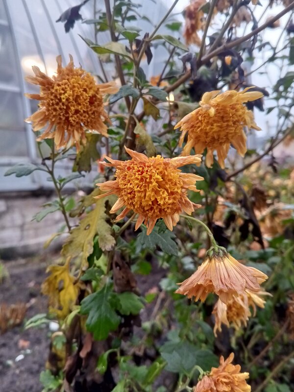 Хризантемы - Сапсан 