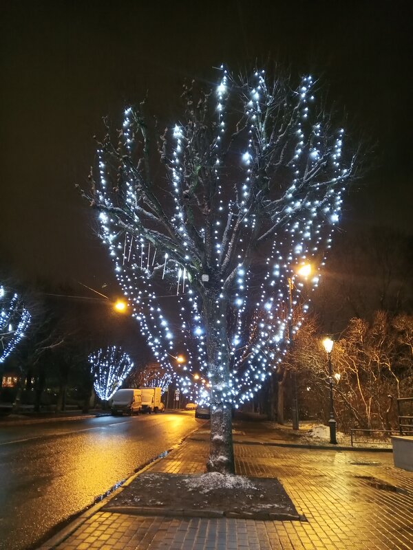 Светящиеся деревья - Сапсан 