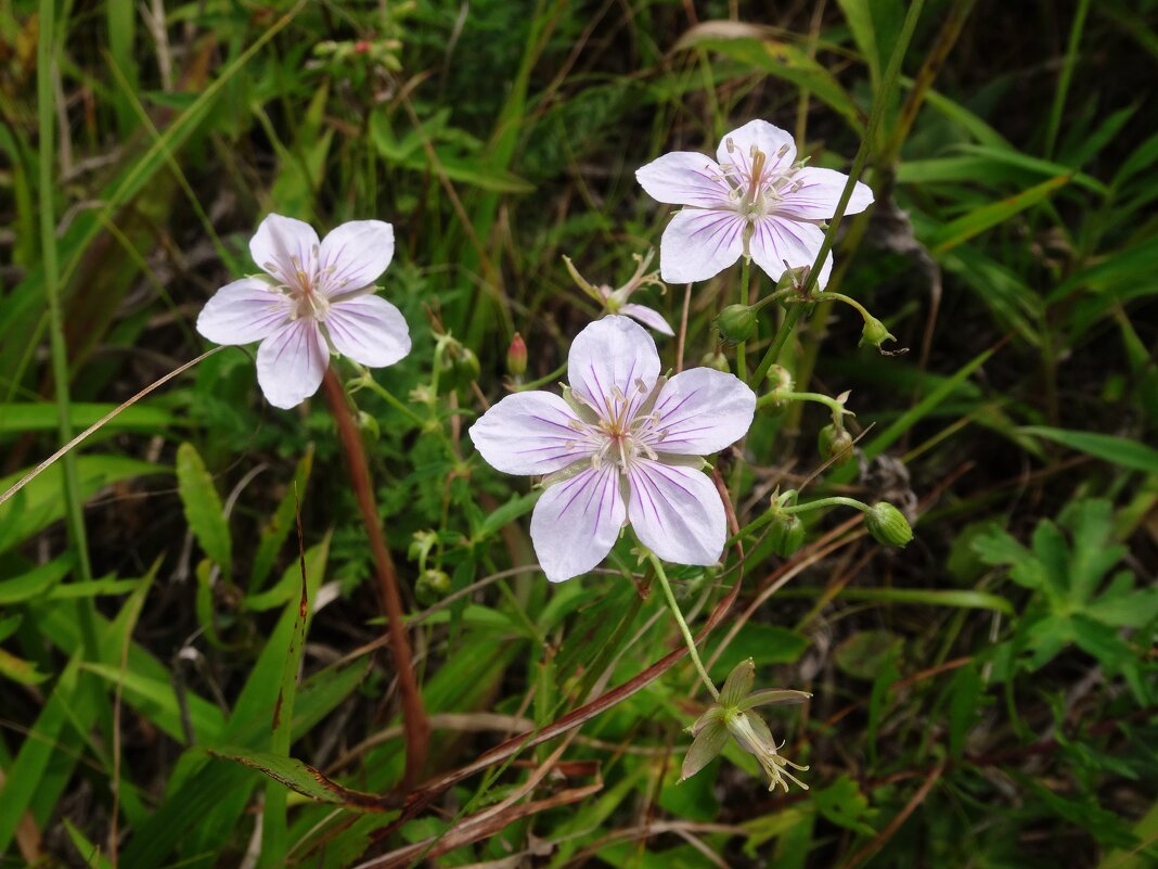 Природа полуострова Краббе - Лидия Бусурина Природа полуострова Краббе - Лидия Бусурина