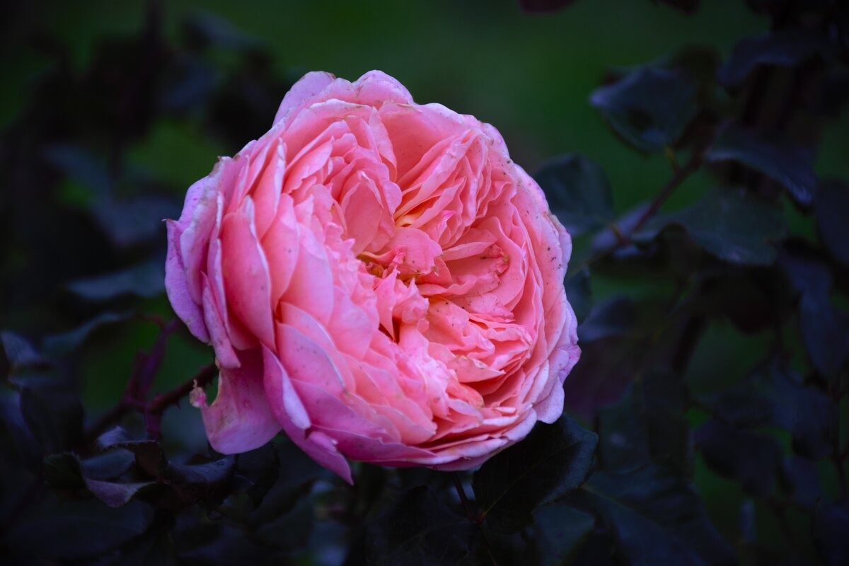 Последняя роза декабря! - Юрий Полторыхин.