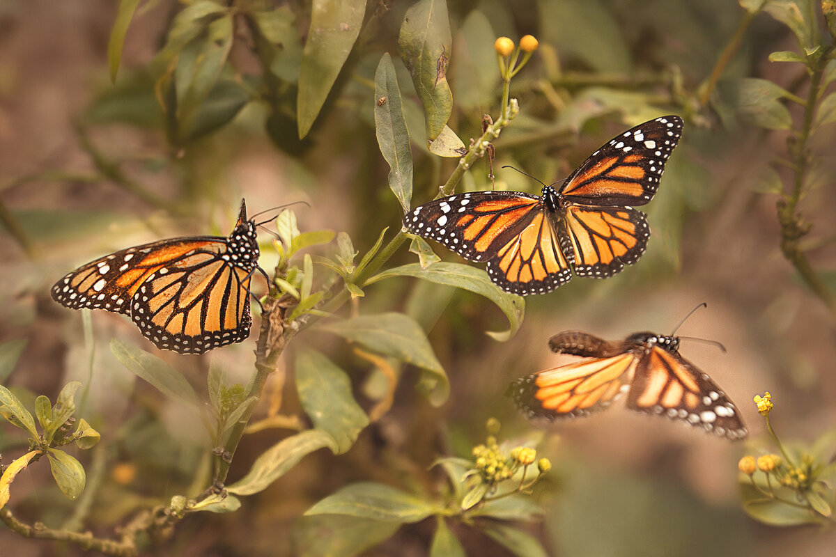 Монарх - Svetlana Galvez Монарх - Svetlana Galvez
