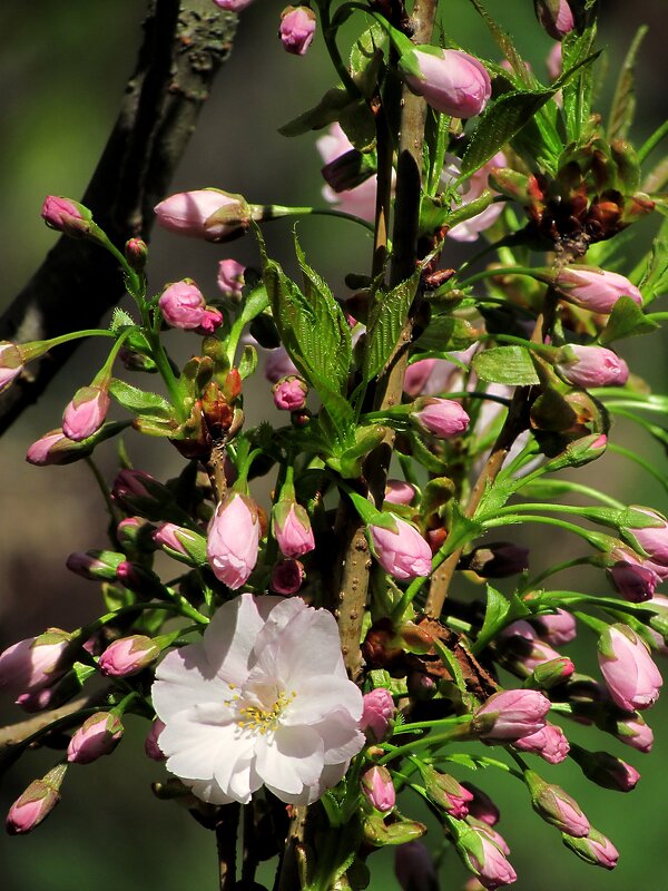 Детали природы - Роман Савоцкий