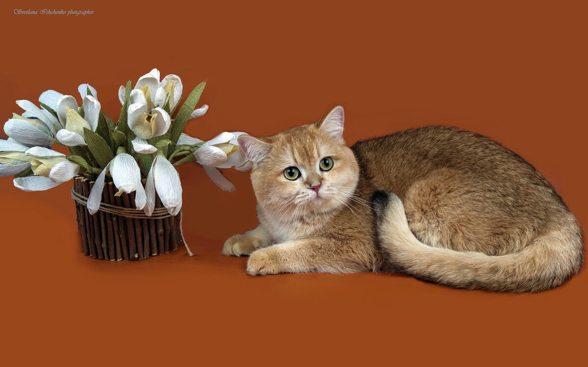 Кошачья красотка. - Светлана Ищенко Кошачья красотка. - Светлана Ищенко