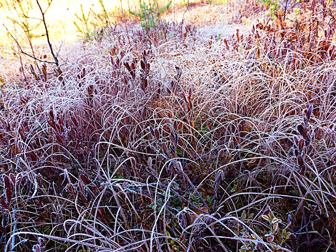 Декабрь,..Морозные травы! - Владимир Декабрь,..Морозные травы! - Владимир
