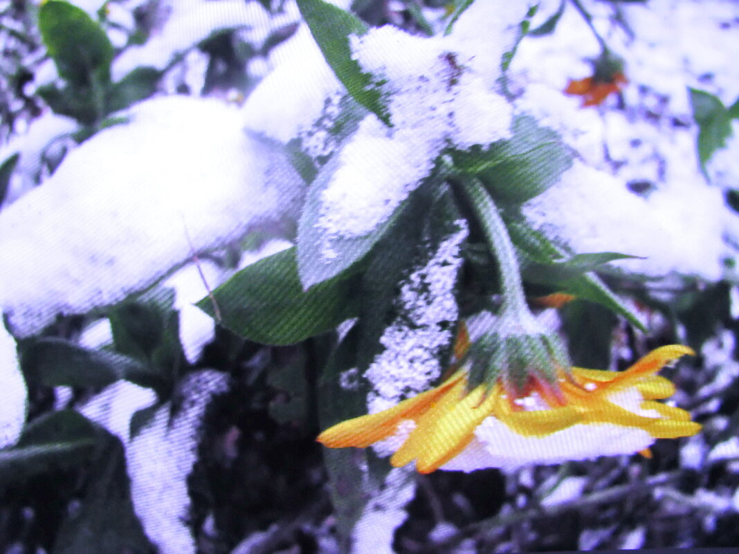Засыпало красавицу - Людмила Смородинская Засыпало красавицу - Людмила Смородинская