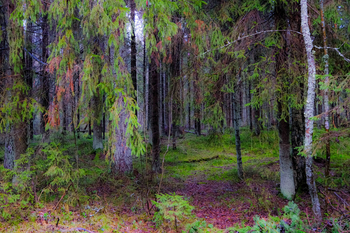 В лесу - Георгий А В лесу - Георгий А