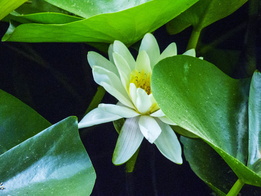 Белоснежная  Лилия - Валентин Семчишин