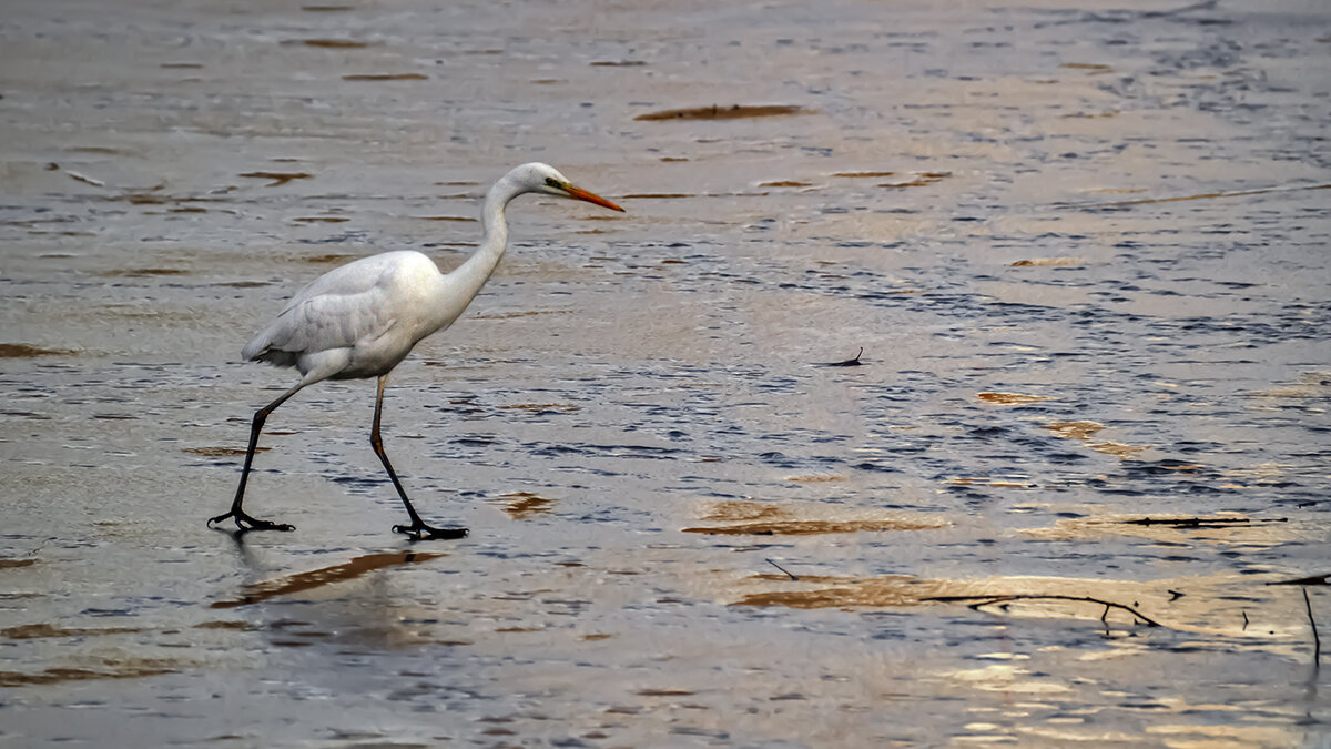 Ходить полезно! - Alexandеr P