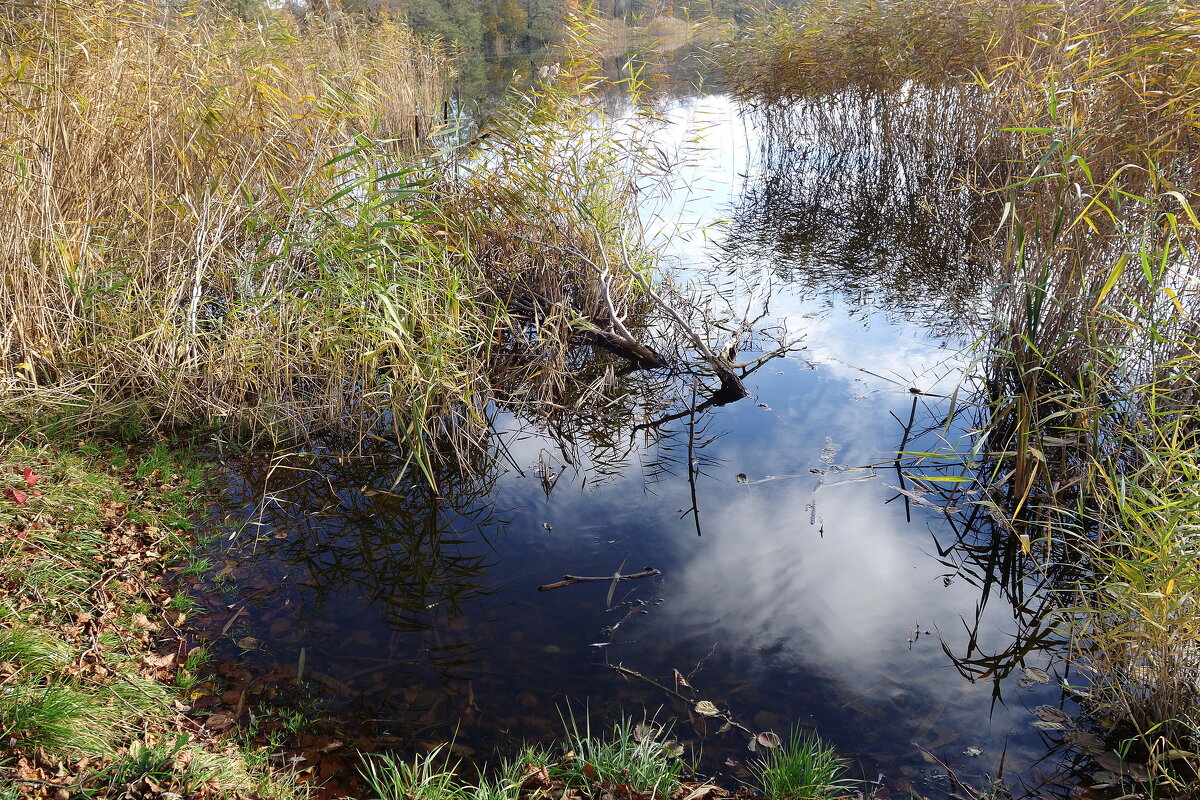 Ноябрьская зарисовка - Рита Симонова Ноябрьская зарисовка - Рита Симонова