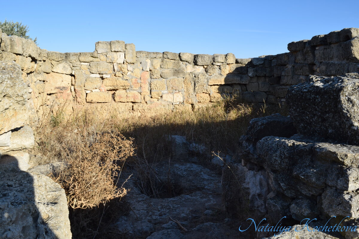 Природа Крыма - Amazing Cosmea