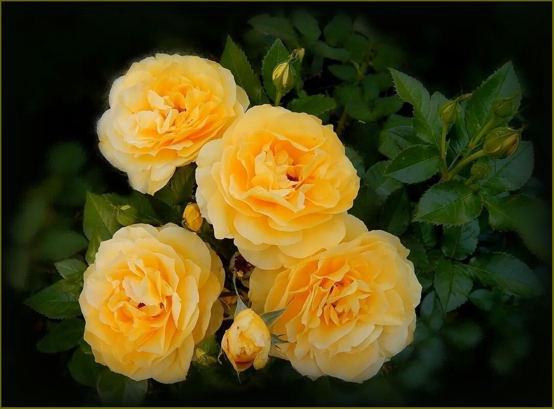 Жёлтые розы . - Валентина Надсон