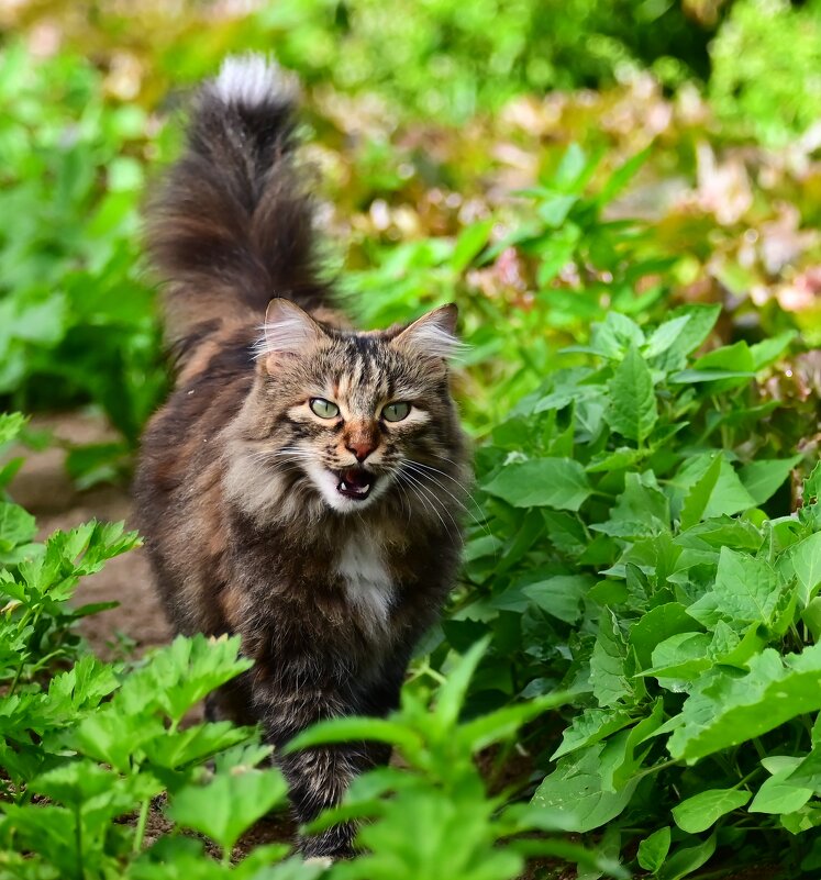 Кассандра - Светлана 