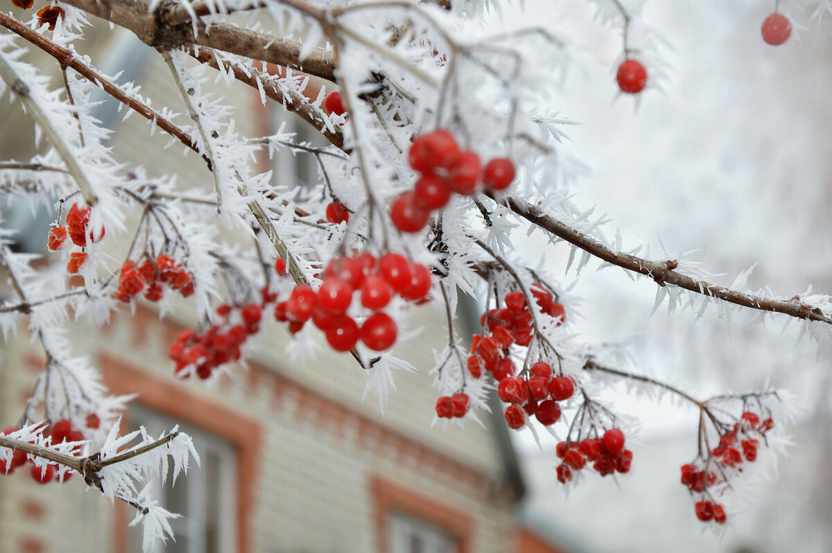Калина в инее стоит, румянится, снегами белыми во сне качается... - Надежда Куркина Калина в инее стоит, румянится, снегами белыми во сне качается... - Надежда Куркина