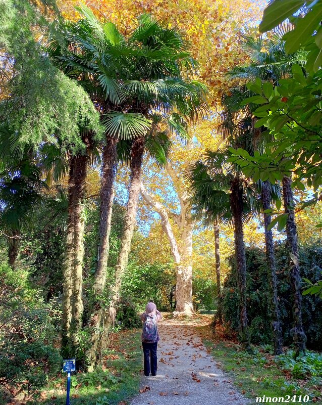 Адлер. Дендропарк "Южные культуры" - Нина Бутко Адлер. Дендропарк "Южные культуры" - Нина Бутко