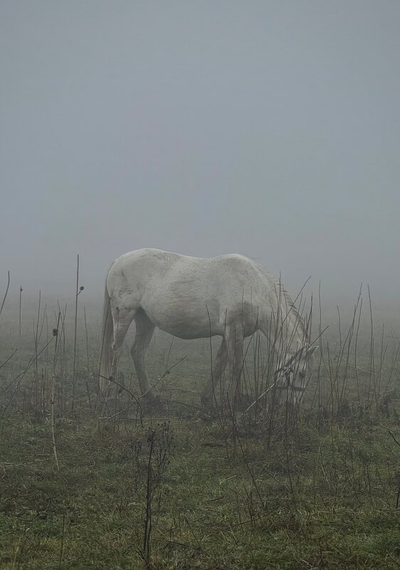Туманное утро в поле - Анна 