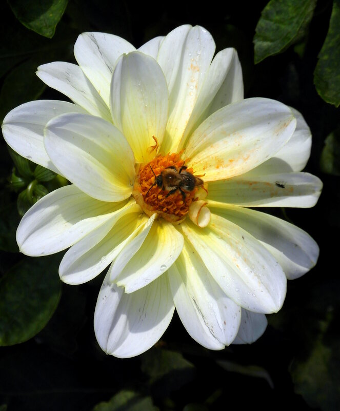 Георгинка. - nadyasilyuk Вознюк