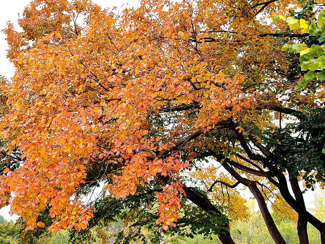 Костёр осени - Надежда Костёр осени - Надежда