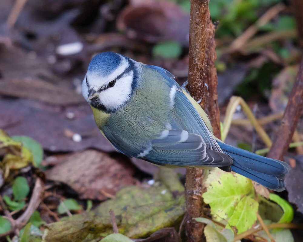 Лазоревка - Александр Лазоревка - Александр
