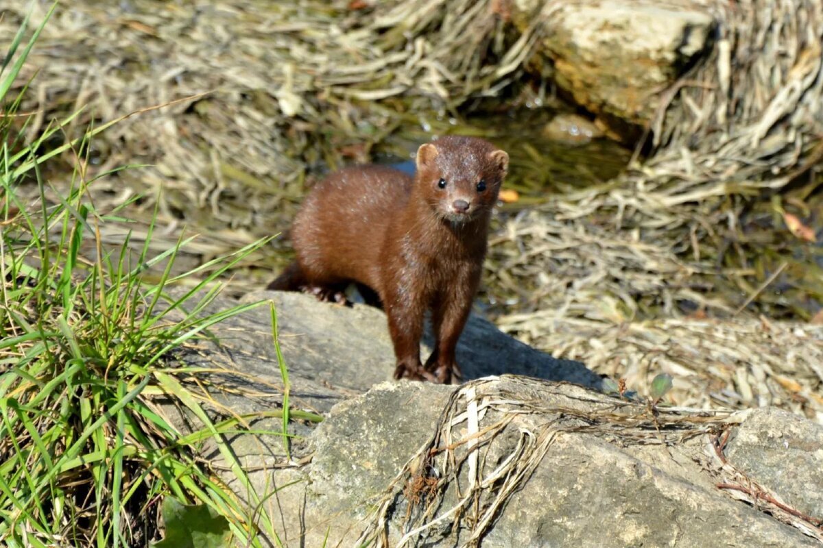 Любопытство... норка... - Надежда Куркина Любопытство... норка... - Надежда Куркина