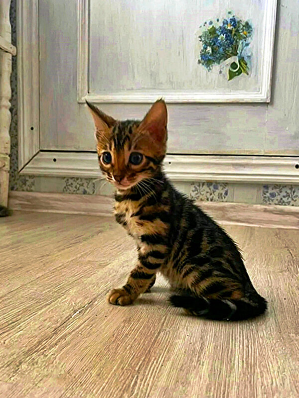 БЕНГАЛЬСКИЙ   КОТЁНОК - Анатолий Малобродский