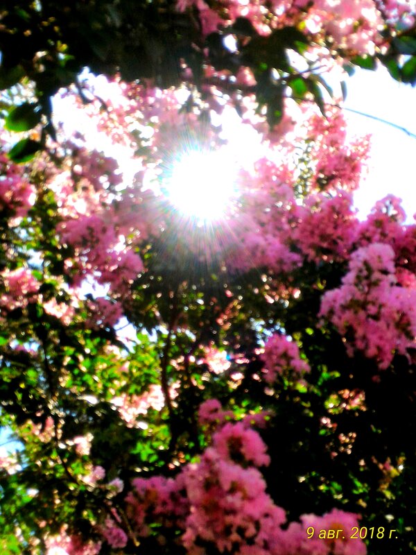 Среди цветов - Натали Среди цветов - Натали