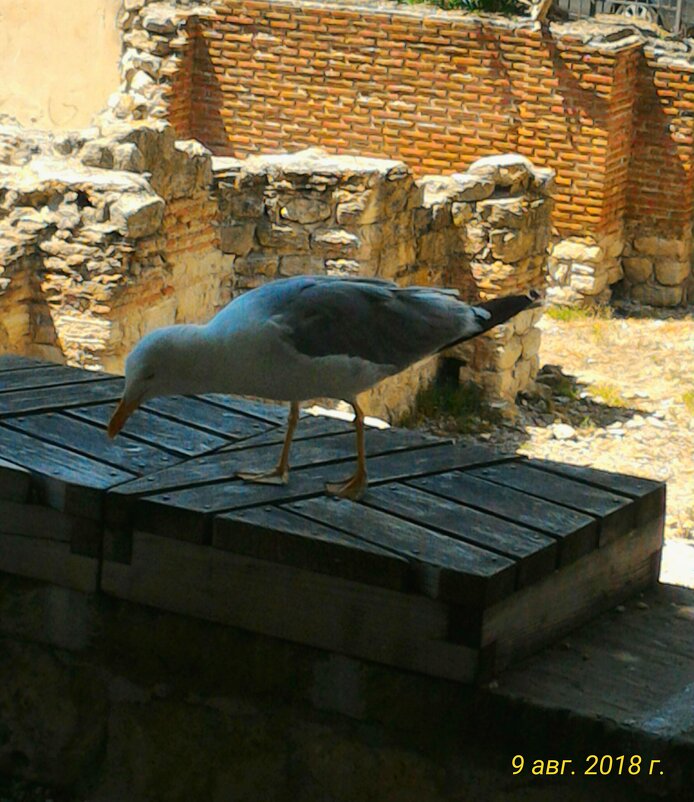 Галеб - Натали 