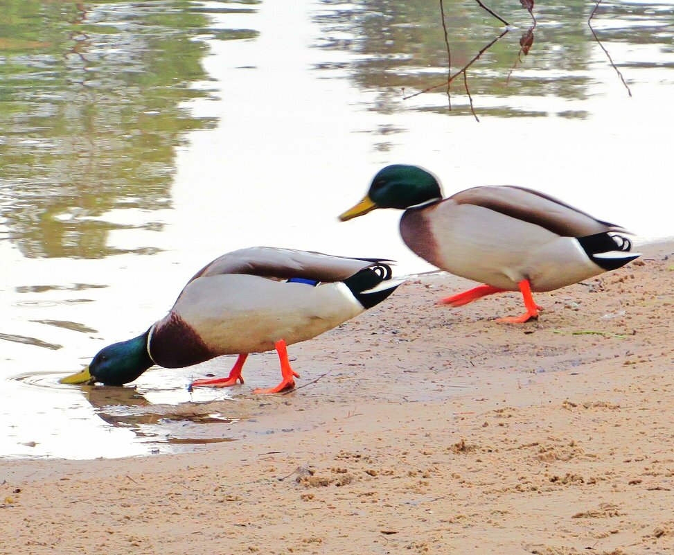 Утоляя жажду - Андрей Снегерёв Утоляя жажду - Андрей Снегерёв