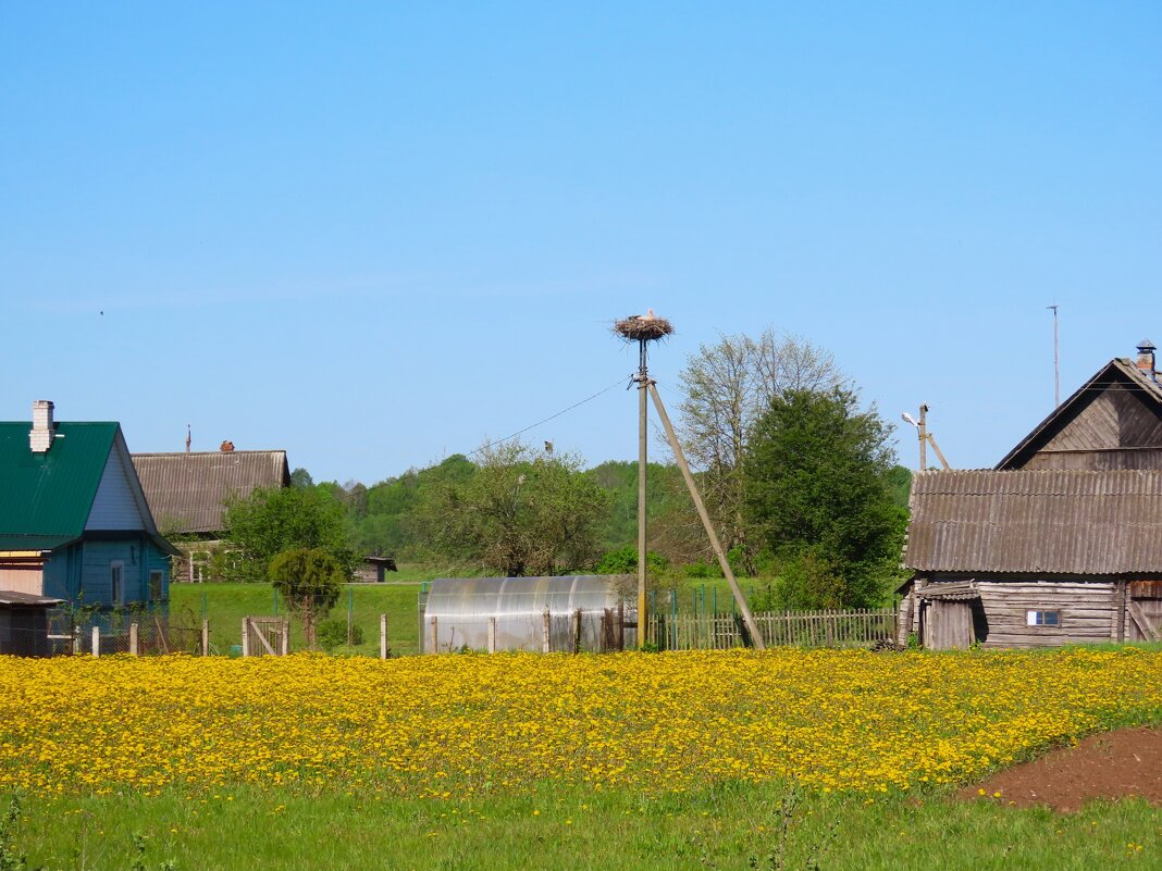 Хорошо в деревне летом - Ольга Митрофанова