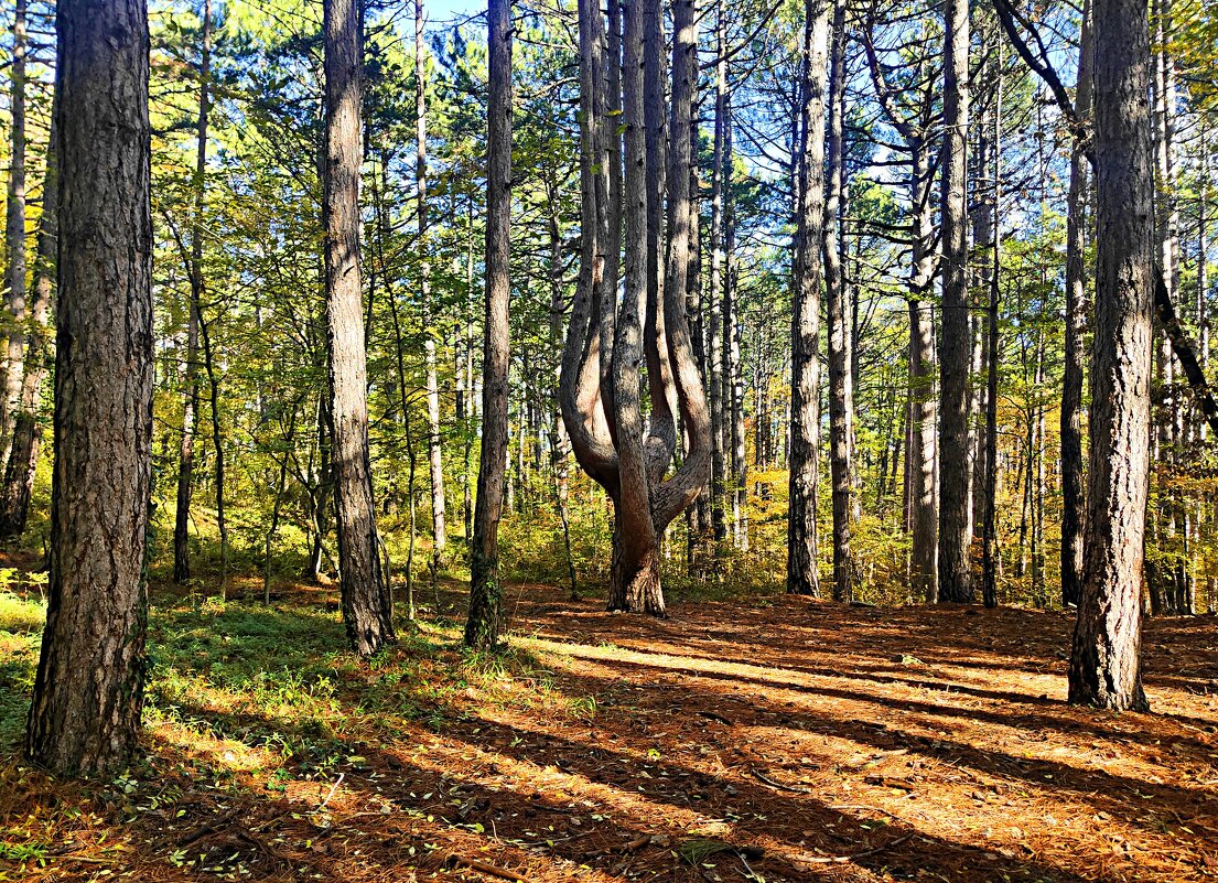 Необычная семиствольная сосна «Лира» - Виктор Мухин Необычная семиствольная сосна «Лира» - Виктор Мухин