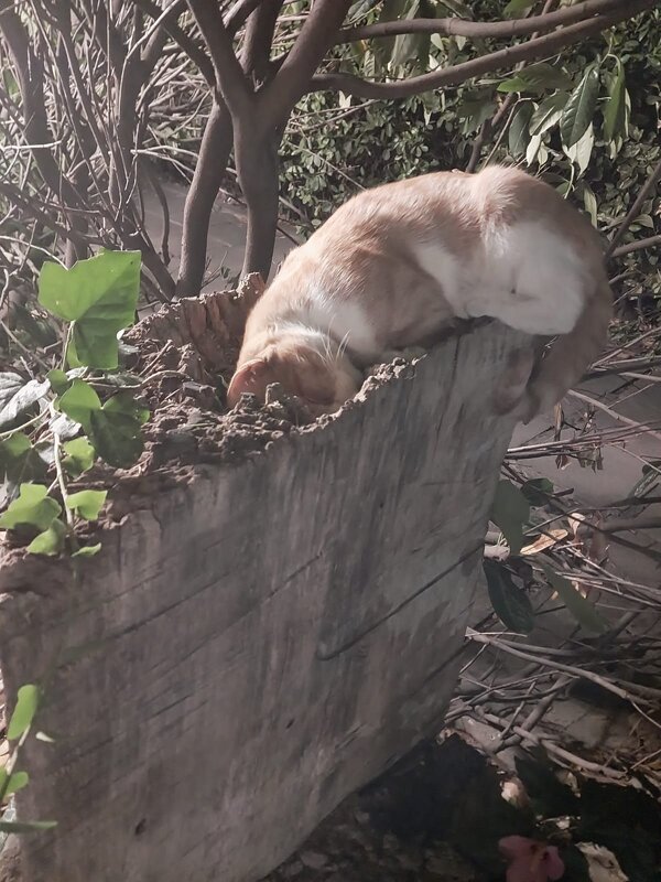 "Нет уж дней тех светлых боле, как под каждым ей листком был готов и стол и дом..." - Маргарита Б