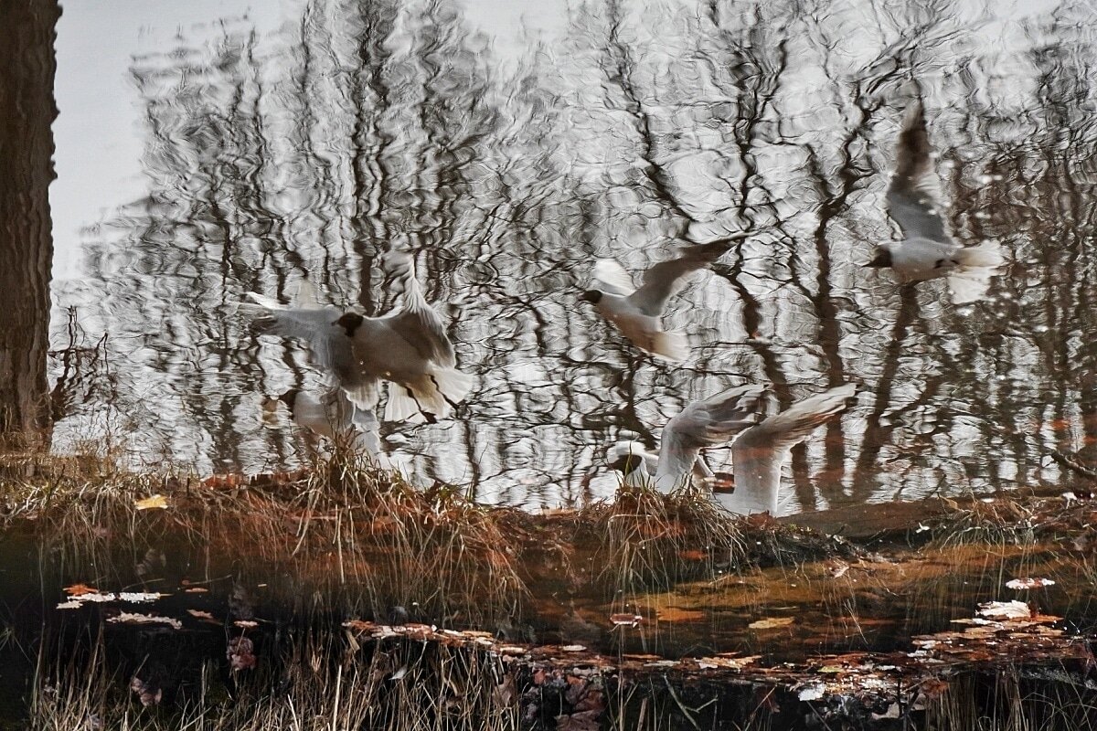 *** - Виктория Поликарпова