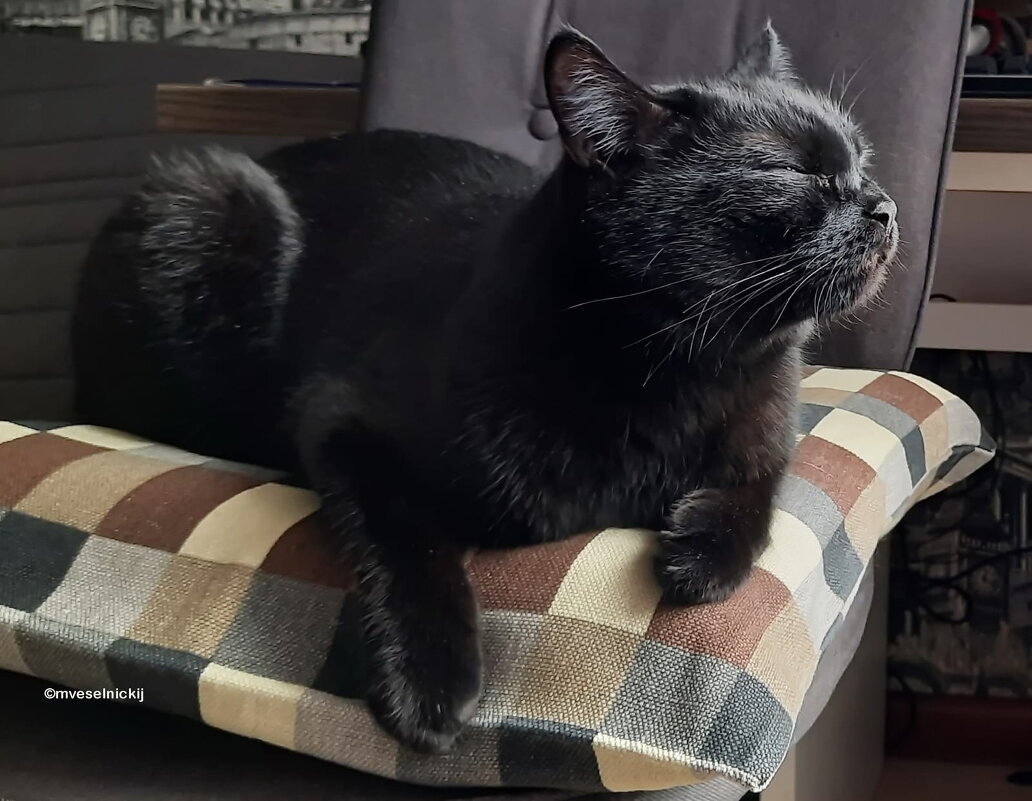 Я чувствую, я всегда чувствую... - mveselnickij 