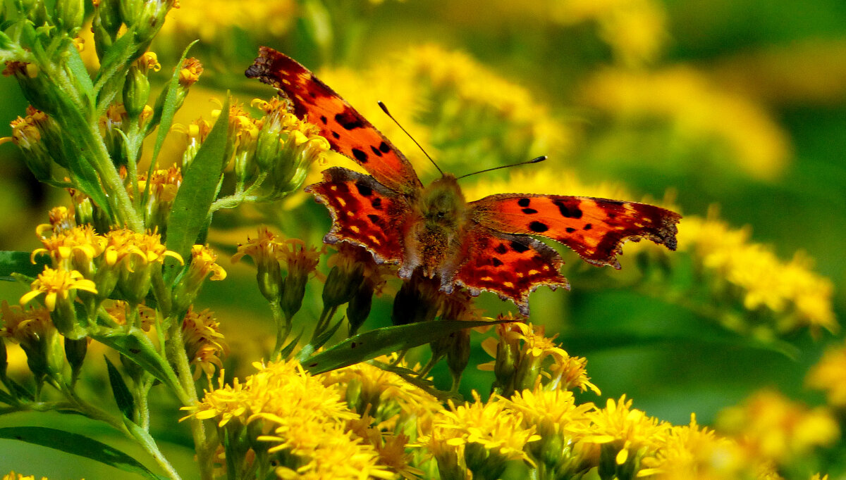 опять про бабочек...168 - Александр Прокудин опять про бабочек...168 - Александр Прокудин