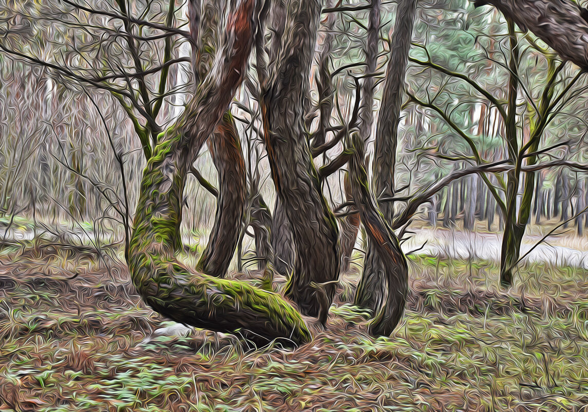 Танцующие деревья. - Валентина Нефёдова Танцующие деревья. - Валентина Нефёдова