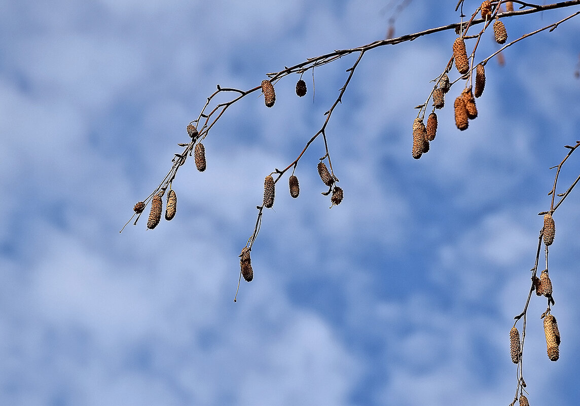 Зимнее небо! - Валентина  Нефёдова 