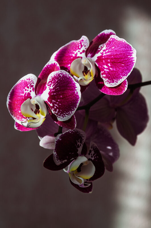 *** - Виктор Иванович Чернюк