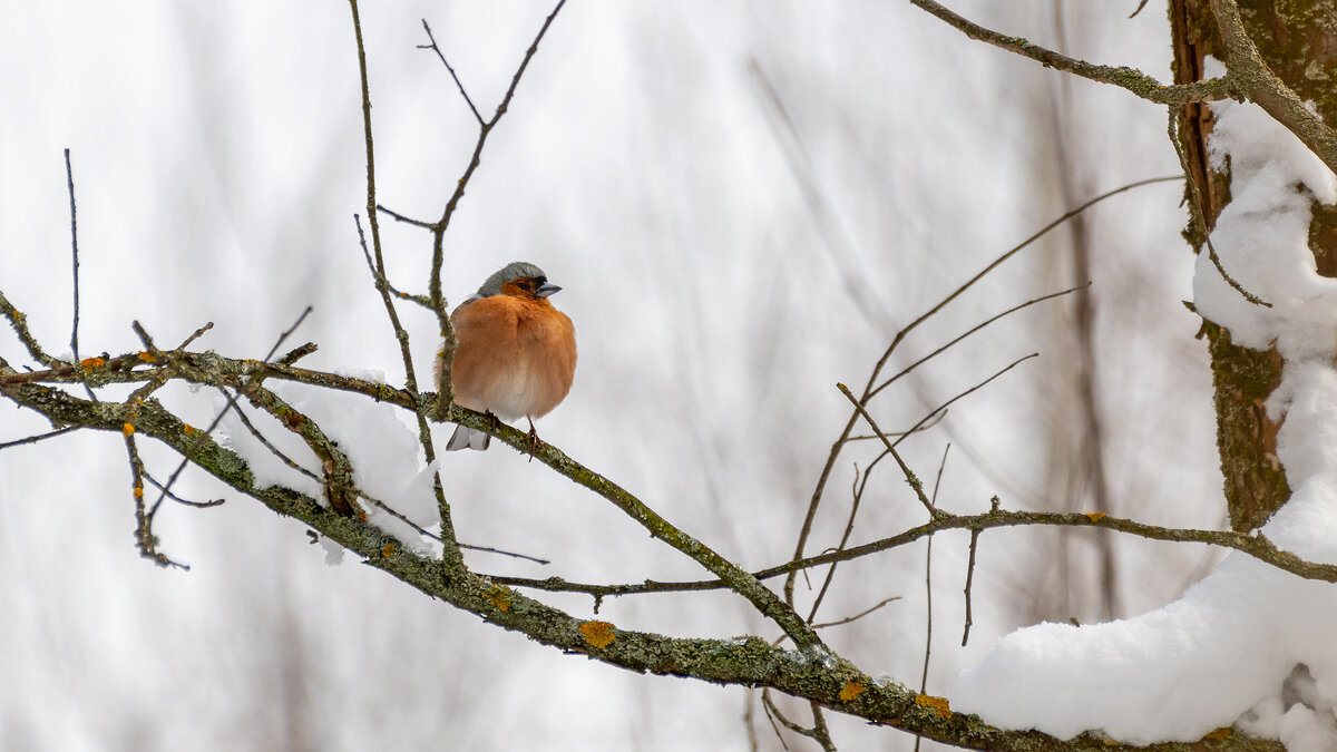 Неожиданно вернулась зима. Зяблик - Владимир Лазарев Неожиданно вернулась зима. Зяблик - Владимир Лазарев