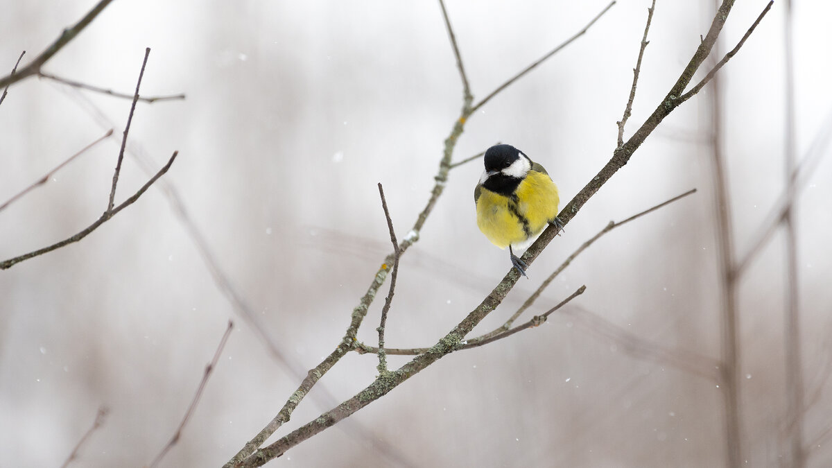 Неожиданно вернулась зима. Большая синица - Владимир Лазарев Неожиданно вернулась зима. Большая синица - Владимир Лазарев