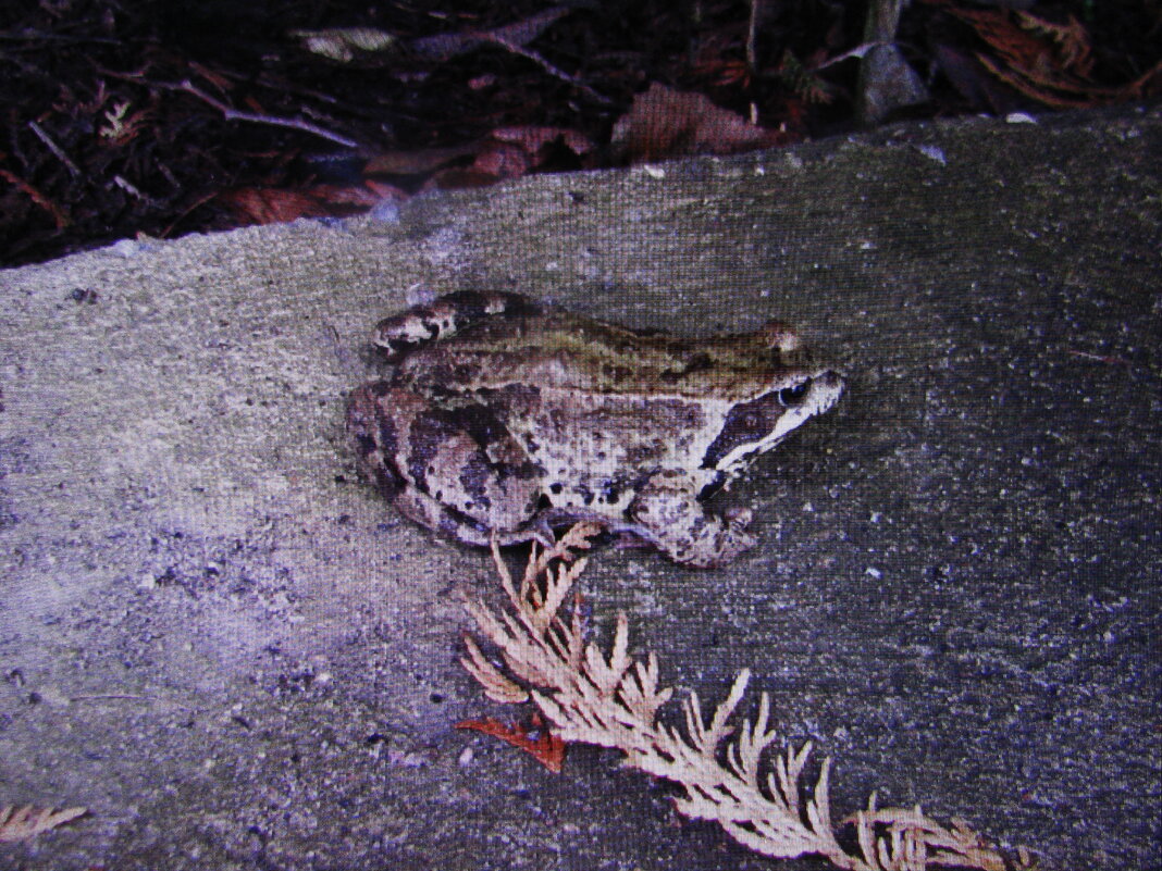 И в декабре гуляет - Людмила Смородинская И в декабре гуляет - Людмила Смородинская