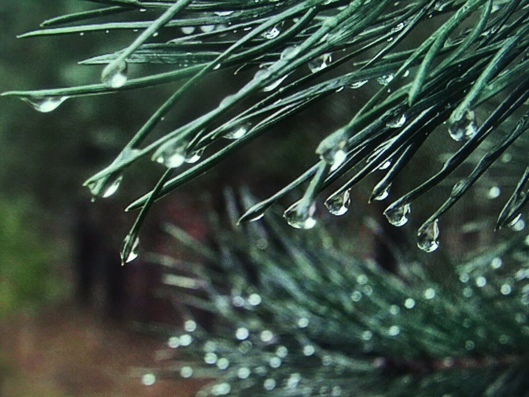 Всё в капельках - Людмила Смородинская Всё в капельках - Людмила Смородинская