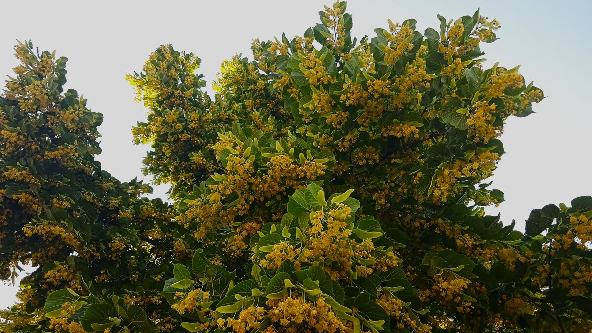 липовый цвет - Елена Шаламова липовый цвет - Елена Шаламова