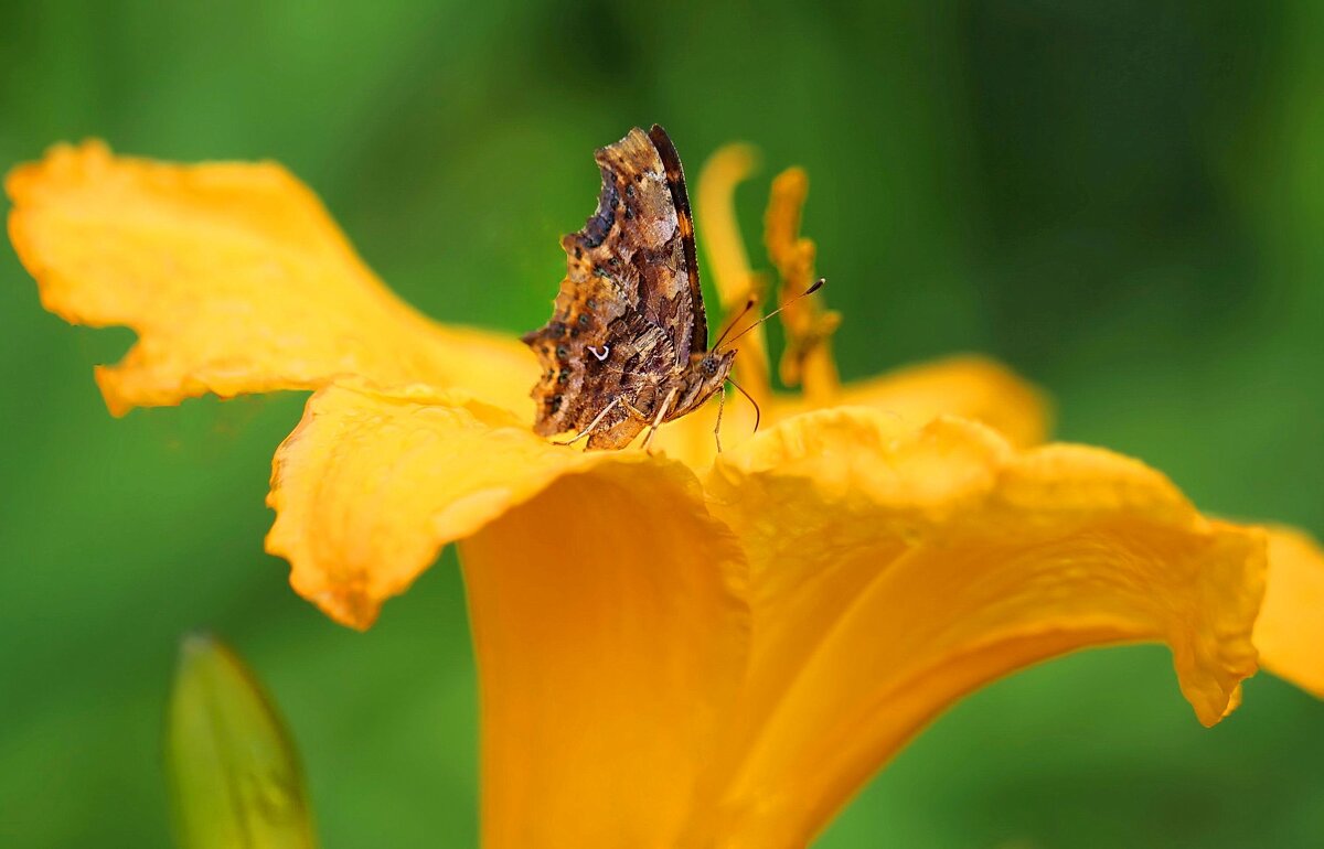 Сладкий лилейник - ZNatasha - Сладкий лилейник - ZNatasha -