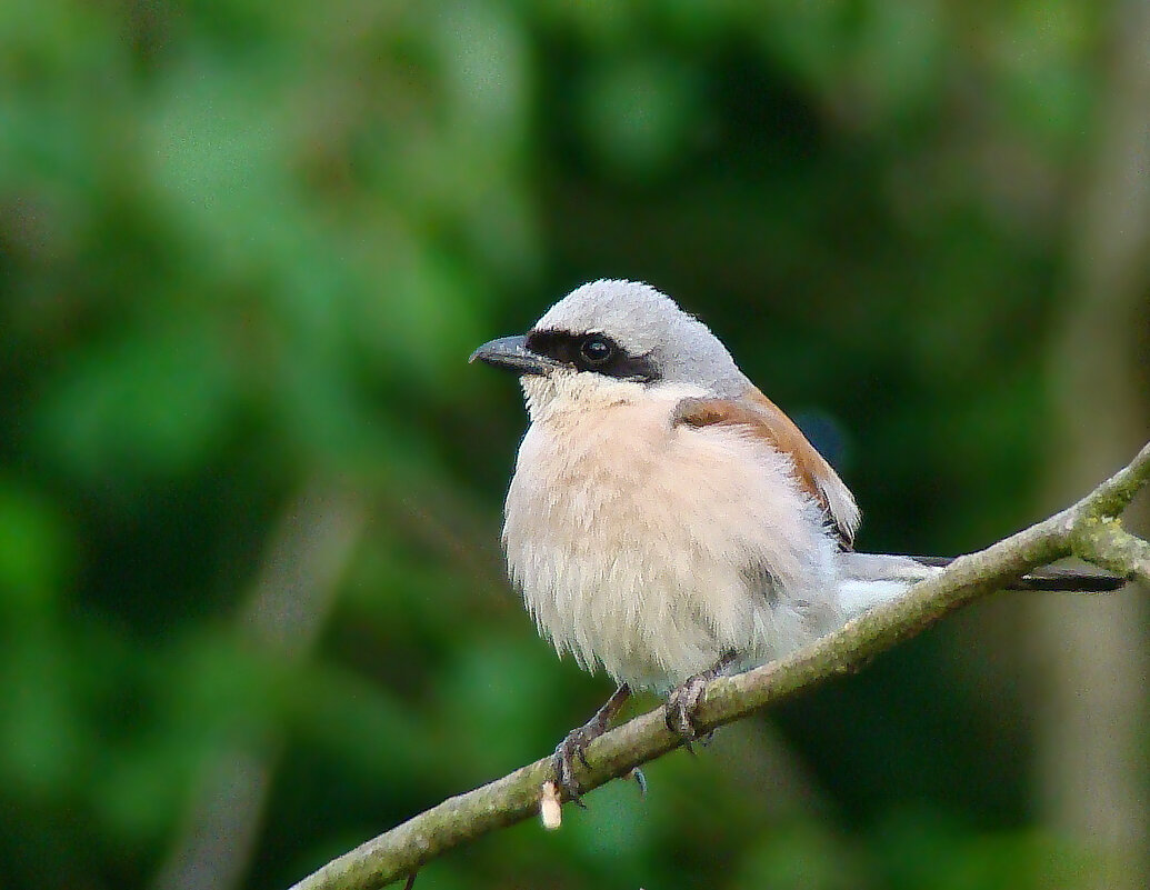 жулан сорокопут - gawrilа - dan жулан сорокопут - gawrilа - dan
