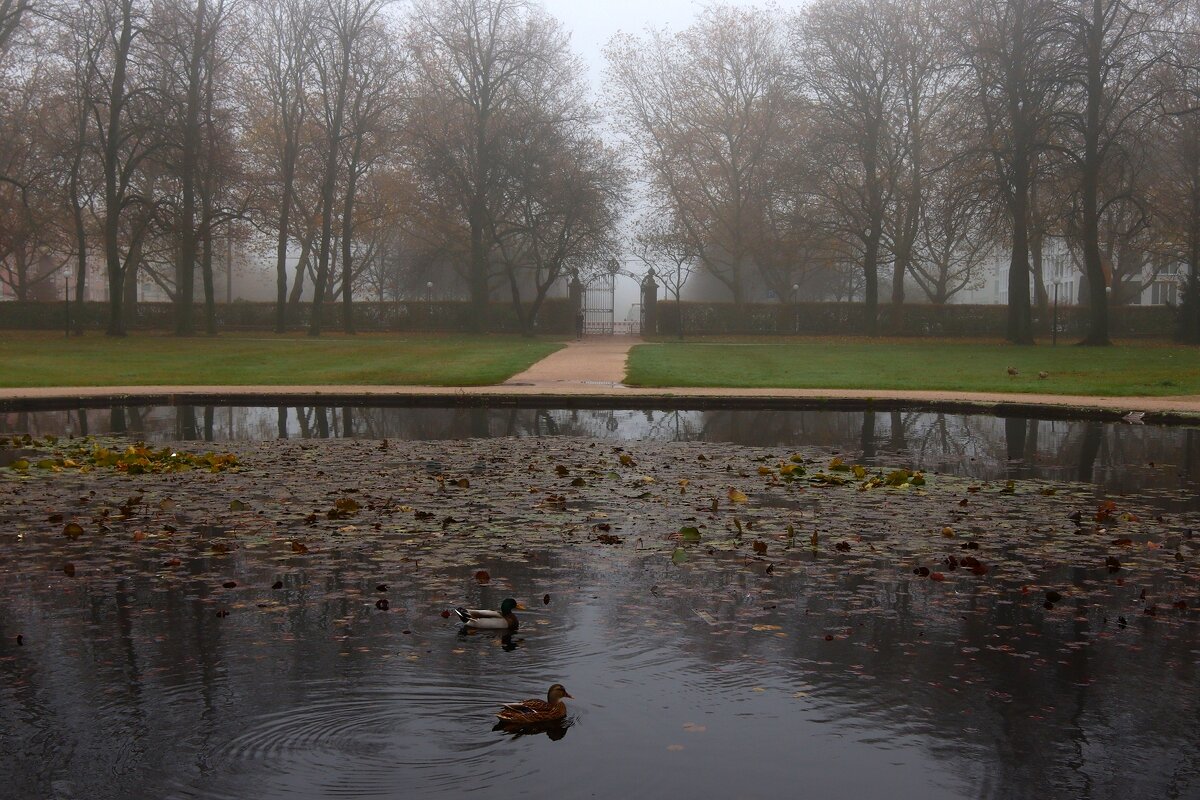 Утро в парке - Юрий. Шмаков