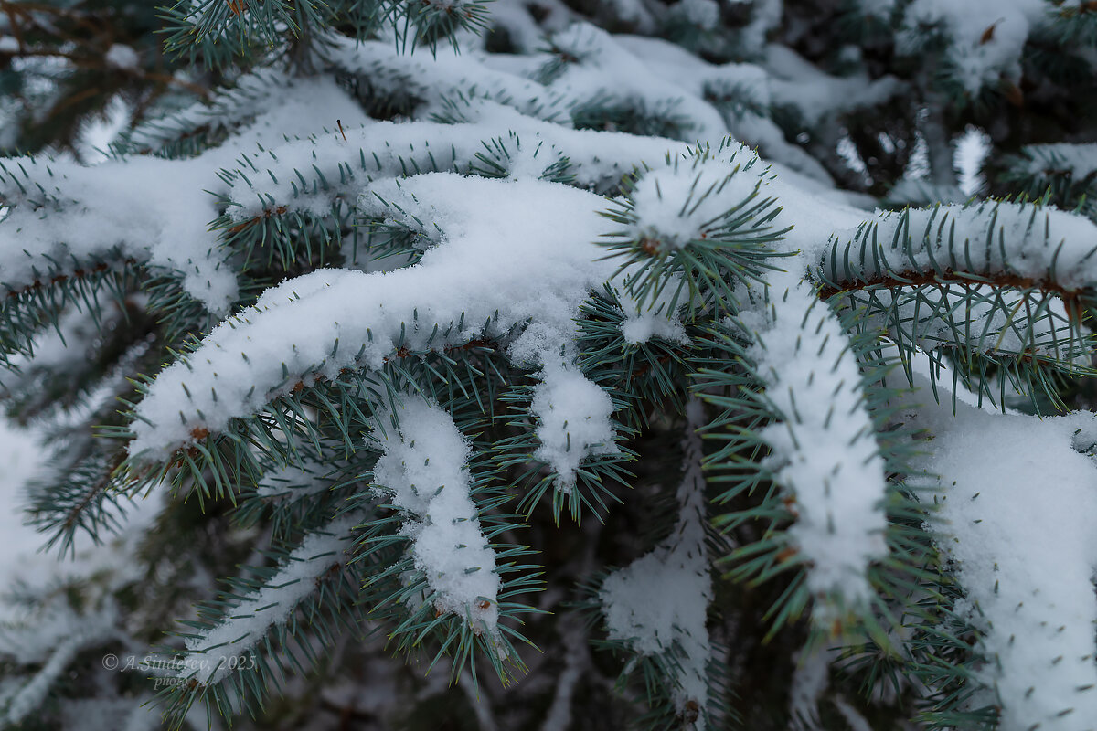 Снег на еловой ветке - Александр Синдерёв