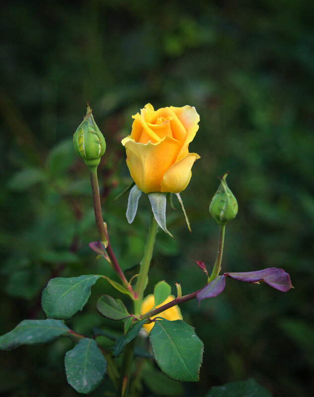 Роза. - Александр. AVG100 --- Роза. - Александр. AVG100 ---