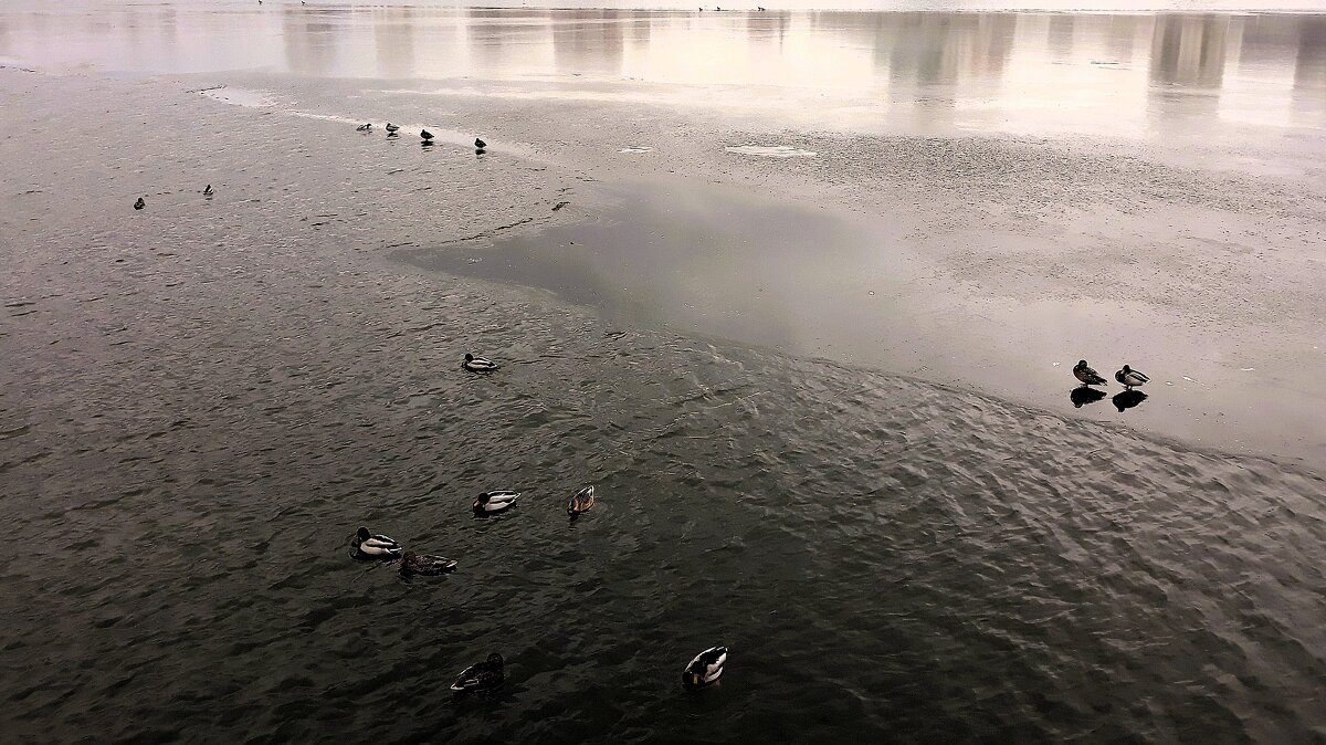 В заплыве участвовать решаются не все - Hope 