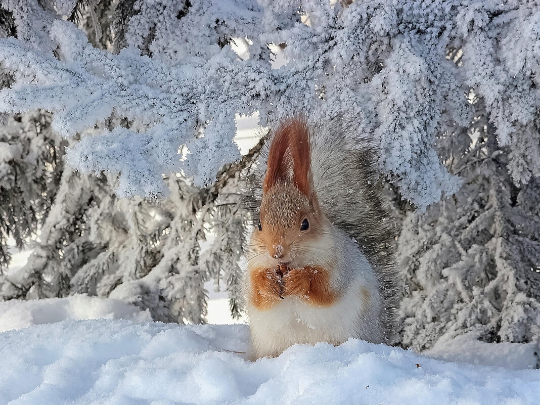 Алтайская-телеутка - елена беликова Алтайская-телеутка - елена беликова