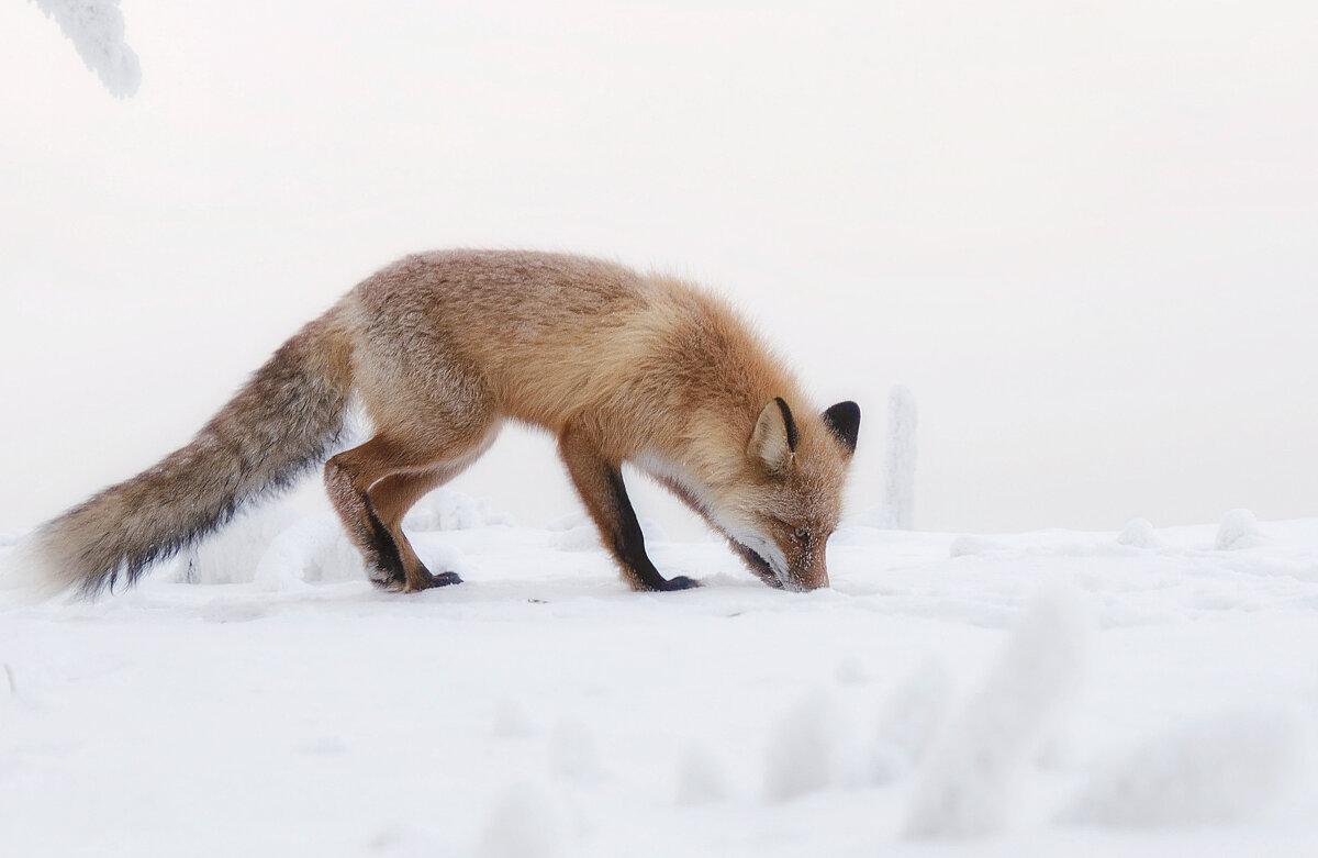 Лиса мышкует - Марина Фомина. Лиса мышкует - Марина Фомина.