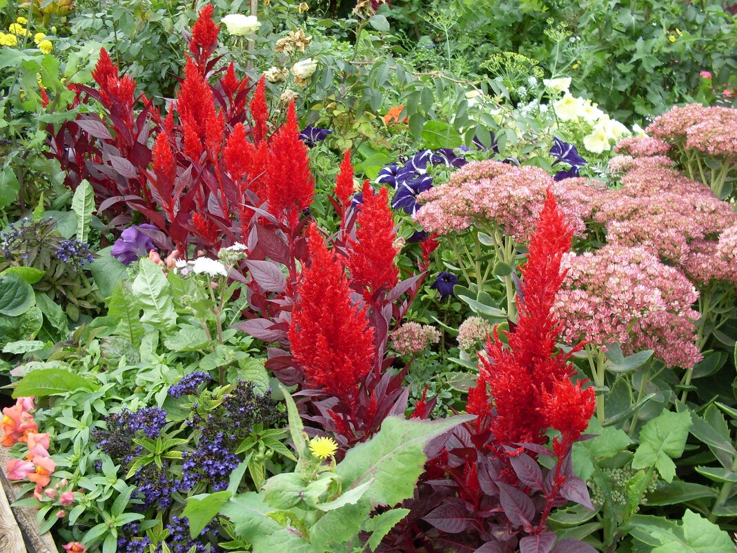 целлозия - СЕРГЕЙ ФИЛОЧКИН